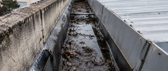 Commercial box gutter blocked by leaves, debris and standing water