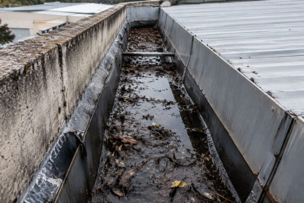 Commercial box gutter blocked by leaves, debris and standing water
