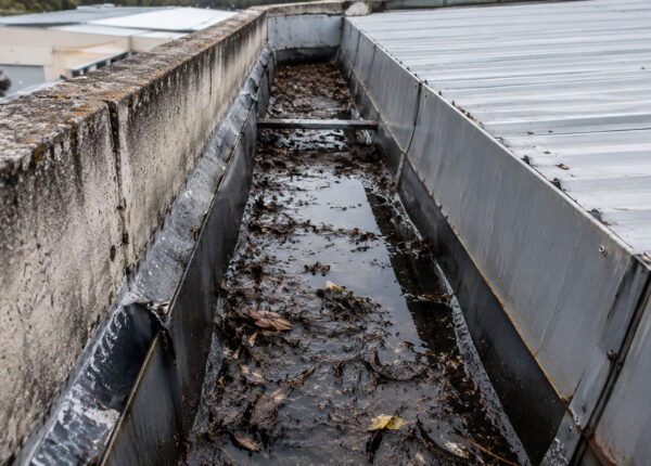 Commercial box gutter blocked by leaves, debris and standing water