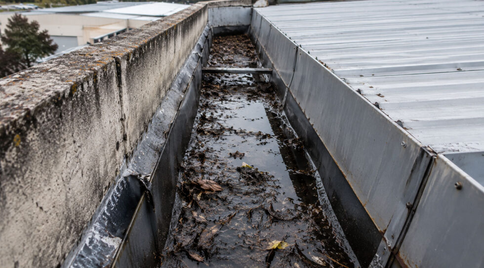 Commercial box gutter blocked by leaves, debris and standing water